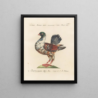 Saverio Manetti - Ornithologia methodice digesta Pl249.webp