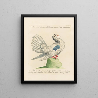 Saverio Manetti - Ornithologia methodice digesta Pl250.webp