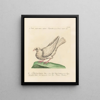 Saverio Manetti - Ornithologia methodice digesta Pl251.webp