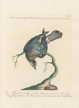 Saverio Manetti - Ornithologia methodice digesta Pl252.webp