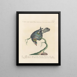 Saverio Manetti - Ornithologia methodice digesta Pl252.webp