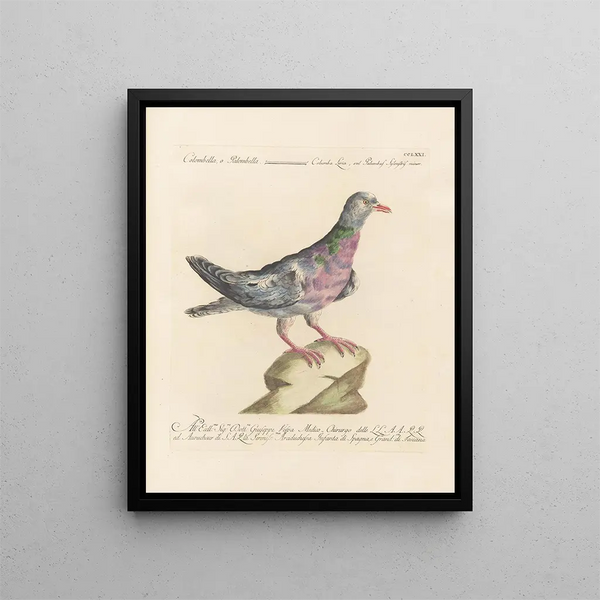 L'ornithologie méthodiquement digérée Pl253 - Saverio Manetti — framed artwork on a wall