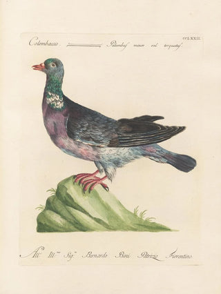 Saverio Manetti - Ornithologia methodice digesta Pl254.webp