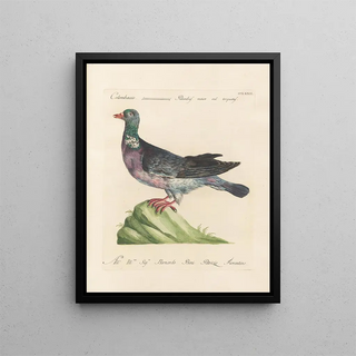 Saverio Manetti - Ornithologia methodice digesta Pl254.webp