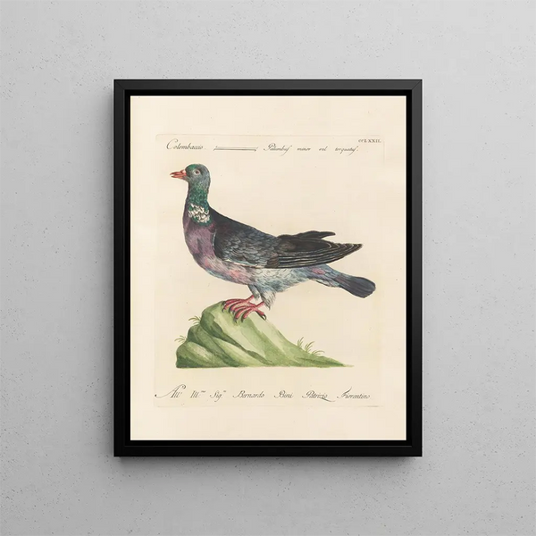 L'ornithologie méthodiquement digérée Pl254 - Saverio Manetti — framed artwork on a wall