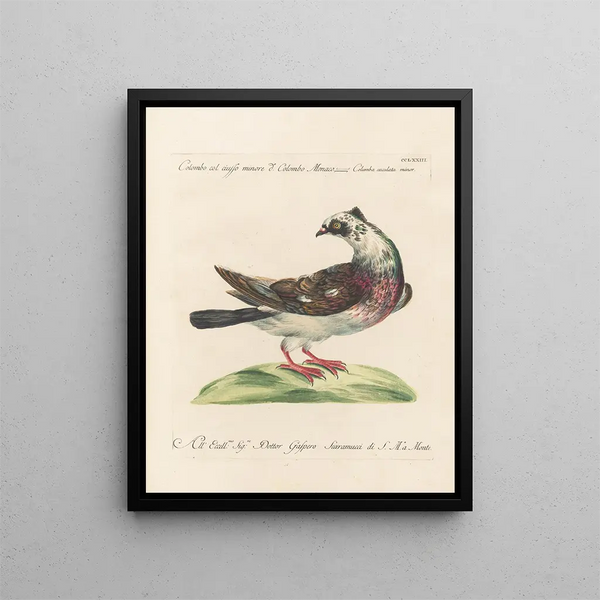 Ornithology methodically digested Pl255 - Saverio Manetti — framed artwork on a wall