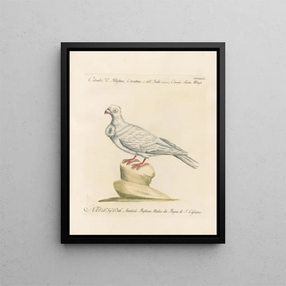 Saverio Manetti - Ornithologia methodice digesta Pl256.webp