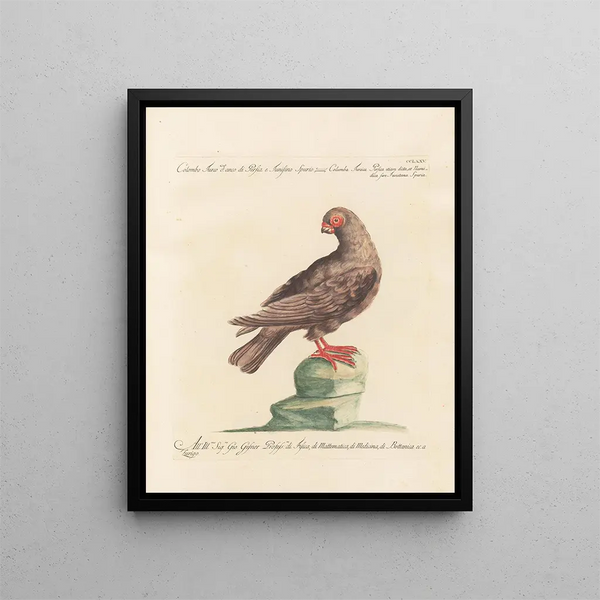 L'ornithologie méthodiquement digérée Pl257 - Saverio Manetti — framed artwork on a wall