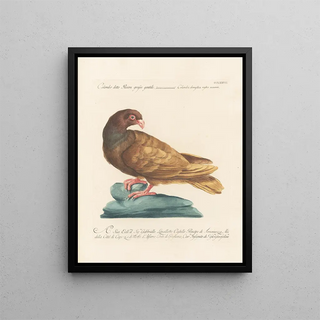 Saverio Manetti - Ornithologia methodice digesta Pl259.webp