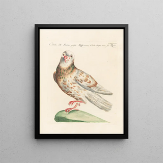 Saverio Manetti - Ornithologia methodice digesta Pl260.webp