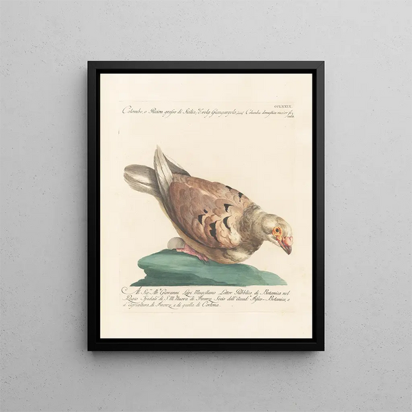 Saverio Manetti - Ornithologia methodice digesta Pl261.webp