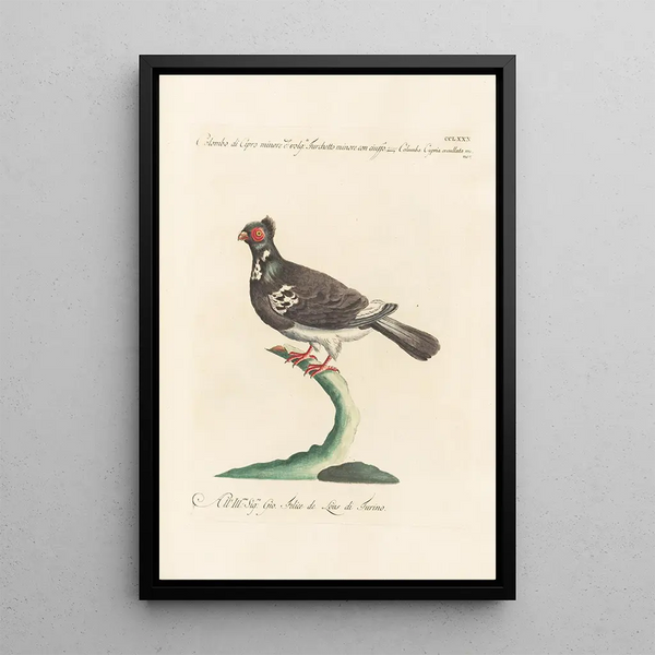 Ornithologia methodice digesta Pl262 - Saverio Manetti — cuadro enmarcado en la pared