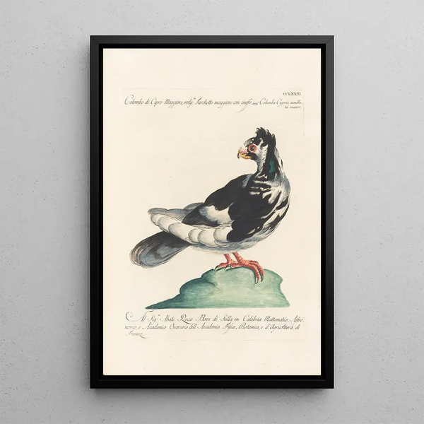 Ornithologia methodice digesta Pl263 - Saverio Manetti — framed artwork on a wall