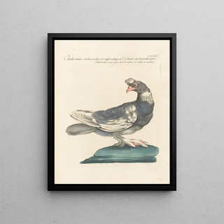 Saverio Manetti - Ornithologia methodice digesta Pl267.webp