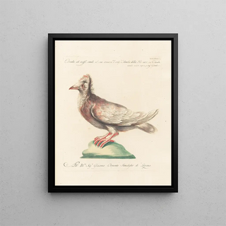 Saverio Manetti - Ornithologia methodice digesta Pl268.webp