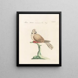 Saverio Manetti - Ornithologia methodice digesta Pl269.webp