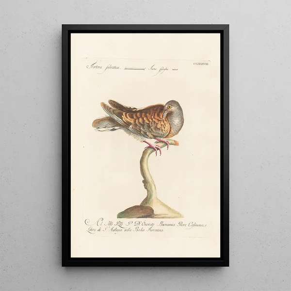 Ornithologia methodice digesta Pl270 - Saverio Manetti — framed artwork on a wall