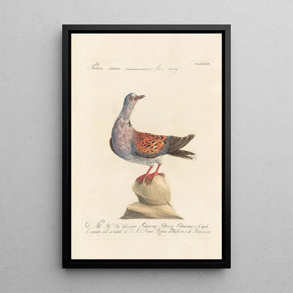 Ornithologia methodice digesta Pl271 - Saverio Manetti — framed artwork on a wall