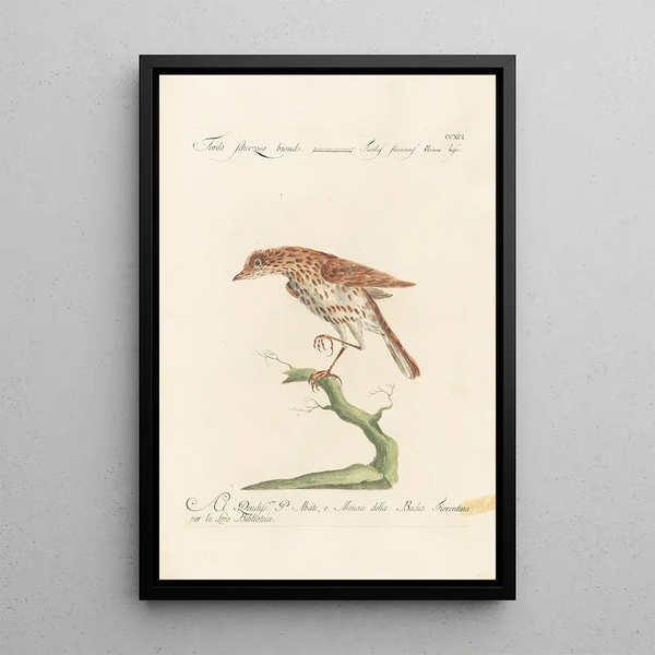 Ornithologia methodice digesta Pl273 - Saverio Manetti — framed artwork on a wall