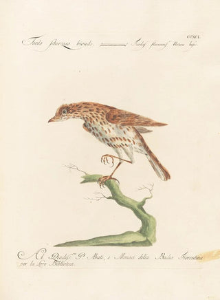 Saverio Manetti - Ornithologia methodice digesta Pl273.webp