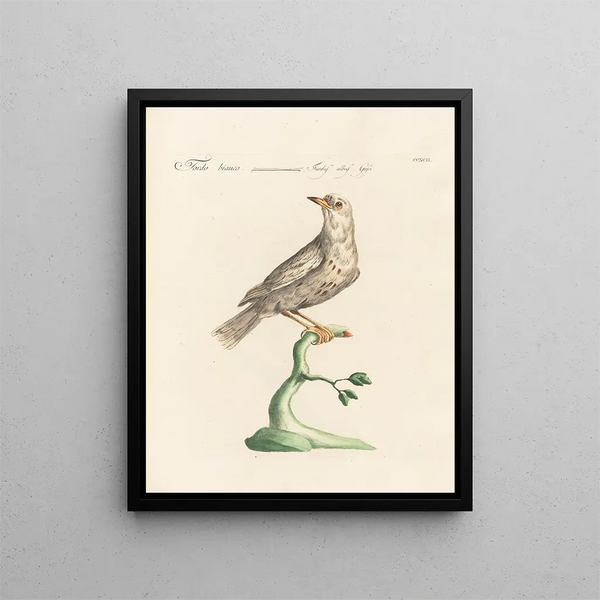 Ornithology meticulously digested Painting Pl274 - Saverio Manetti — framed artwork on a wall