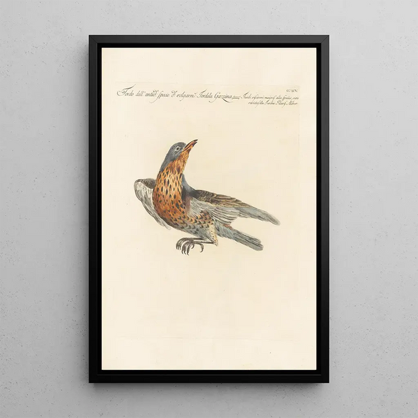 Ornithologia methodice digesta Pl277 - Saverio Manetti — framed artwork on a wall