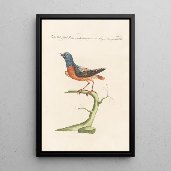 Ornithologia methodice digesta Pl278 - Saverio Manetti — framed artwork on a wall