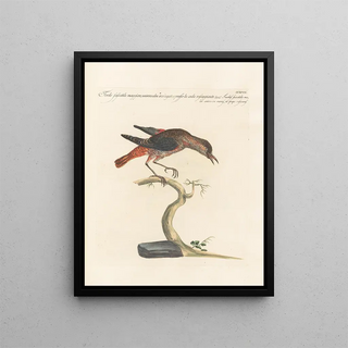 Saverio Manetti - Ornithologia methodice digesta Pl279.webp