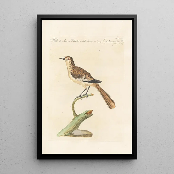 Ornithologia methodice digesta Pl280 - Saverio Manetti — framed artwork on a wall