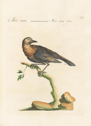 Saverio Manetti - Ornithologia methodice digesta Pl282.webp