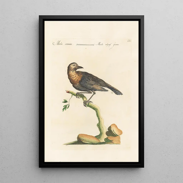 Ornithologia methodice digesta Pl282 - Saverio Manetti — framed artwork on a wall