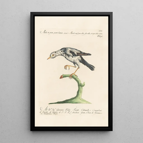 Ornithologia methodice digesta Pl284 - Saverio Manetti — framed artwork on a wall