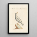 Ornithología metódicamente digerida Pl285 - Saverio Manetti — cuadro enmarcado en la pared