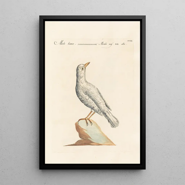 Ornithologia methodice digesta Pl285 - Saverio Manetti — framed artwork on a wall