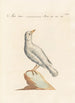 Ornithología metódicamente digerida Pl285 - Saverio Manetti — vista de la obra