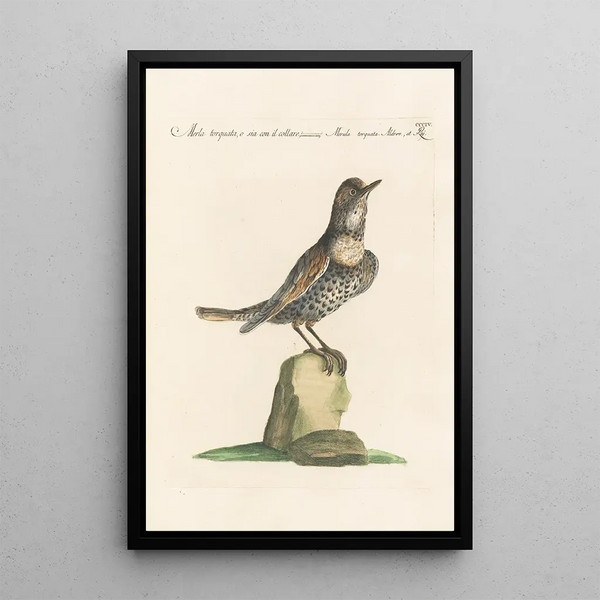Ornithologia methodice digesta Pl286 - Saverio Manetti — framed artwork on a wall