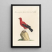 Ornithologia methodice digesta Pl287 - Saverio Manetti — framed artwork on a wall