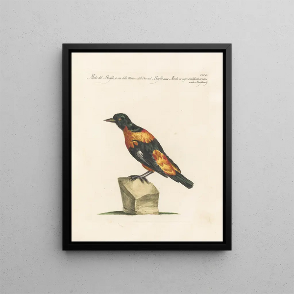 Saverio Manetti - Ornithologia methodice digesta Pl288.webp