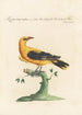Ornithologia methodice digesta Pl289 - Saverio Manetti — artwork view