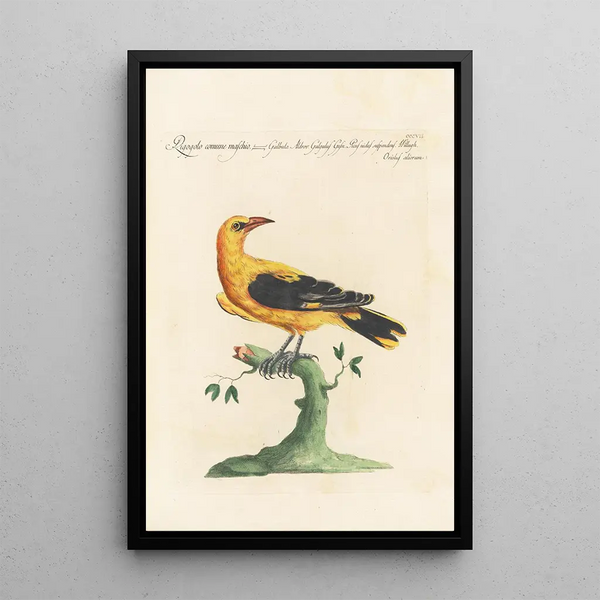 Ornithologia methodice digesta Pl289 - Saverio Manetti — framed artwork on a wall