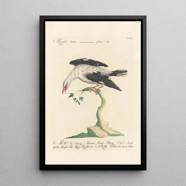 Ornithologia methodice digesta Pl291 - Saverio Manetti — framed artwork on a wall