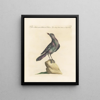 Saverio Manetti - Ornithologia methodice digesta Pl292.webp