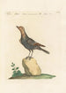 Ornithologia methodice digesta Pl293 - Saverio Manetti — artwork view