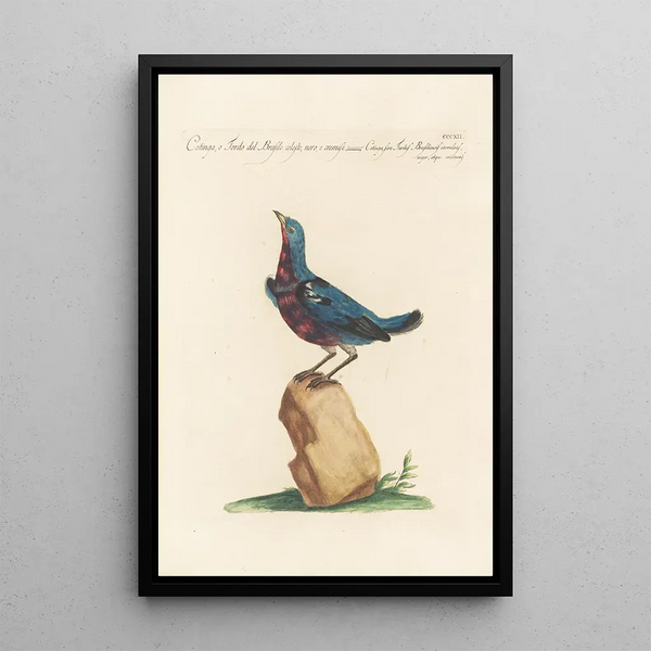 Ornithologia methodice digesta Pl294 - Saverio Manetti — framed artwork on a wall