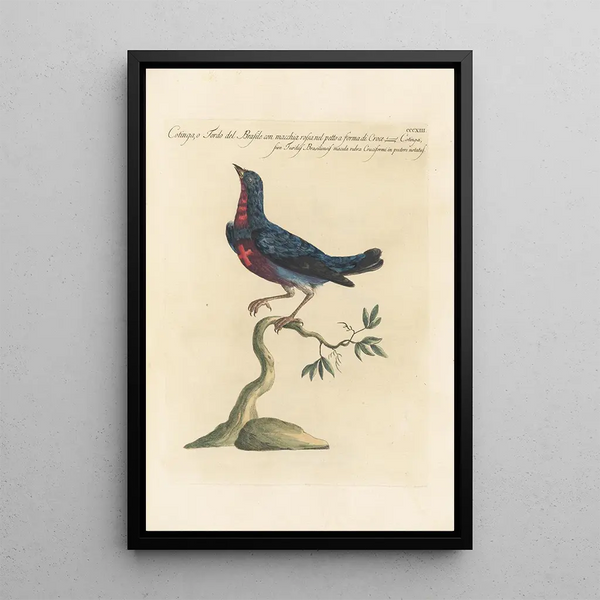 Ornithologia methodice digesta Pl295 - Saverio Manetti — framed artwork on a wall