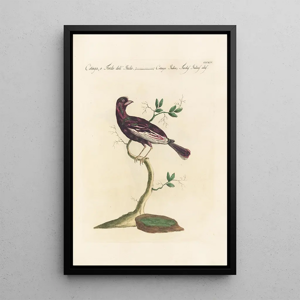 Ornithologia methodice digesta Pl296 - Saverio Manetti — framed artwork on a wall