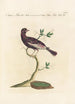 Ornithologia methodice digesta Pl296 - Saverio Manetti — artwork view