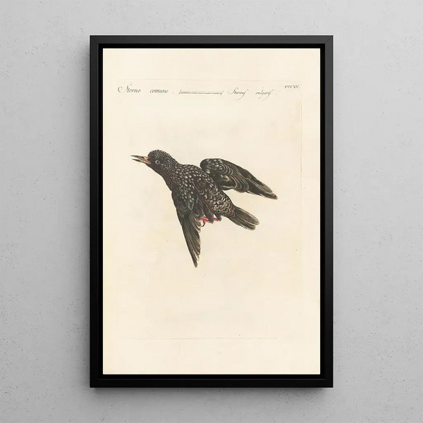 Ornithologia methodice digesta Pl297 - Saverio Manetti — framed artwork on a wall