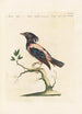 Ornithologia methodice digesta Pl298 - Saverio Manetti — artwork view