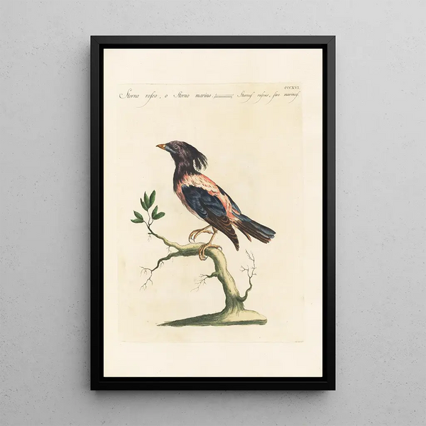 Ornithologia methodice digesta Pl298 - Saverio Manetti — framed artwork on a wall